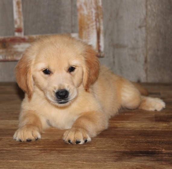 Charlotte Golden Retriever Puppy 606283