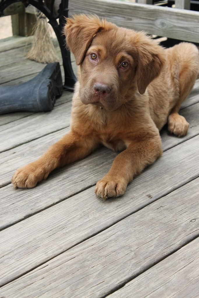 Chocolate Lab And Golden Retriever Mix Information
