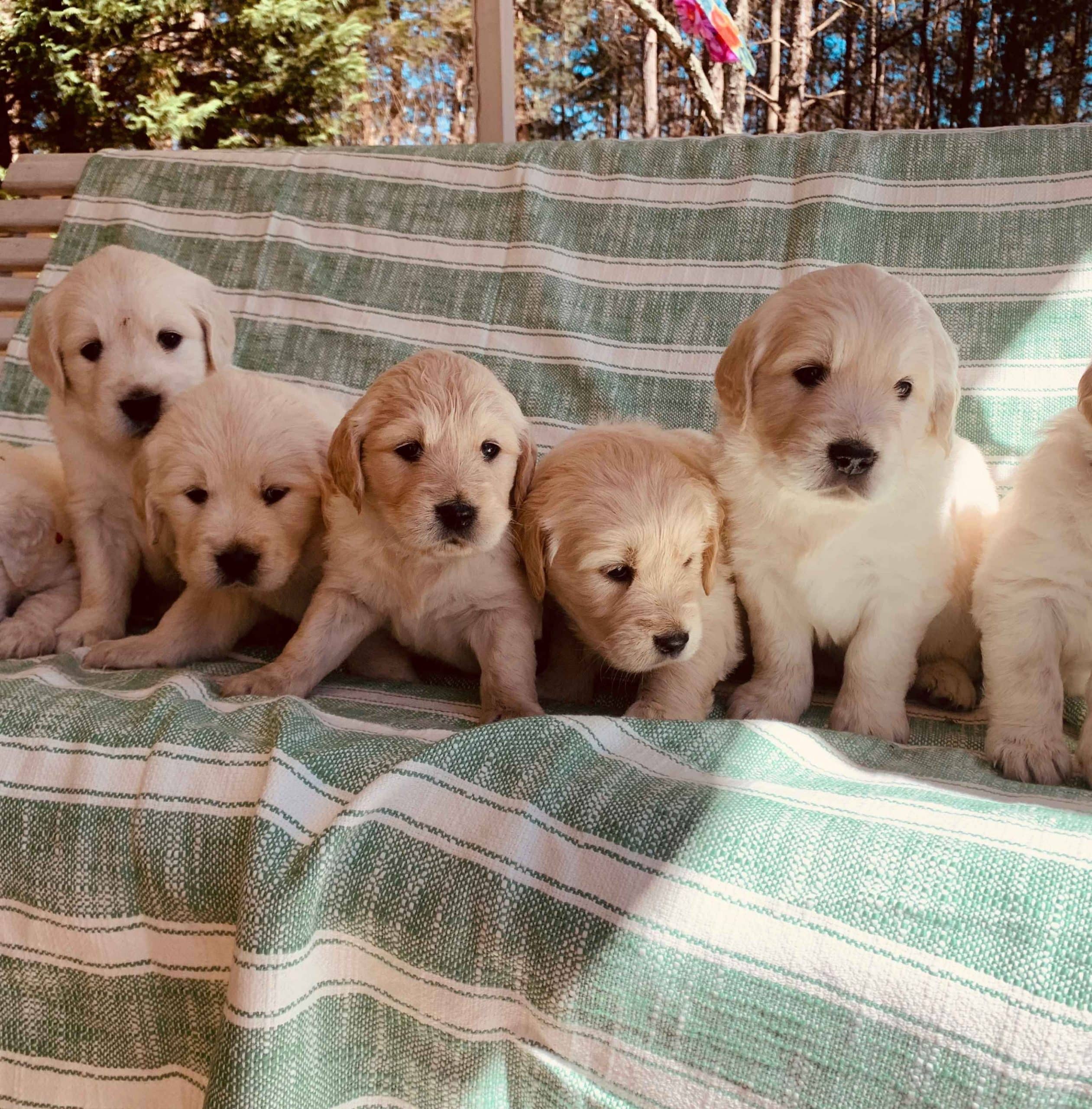 Colby &  Kristin Anderson Has Golden Retriever Puppies For Sale In ...
