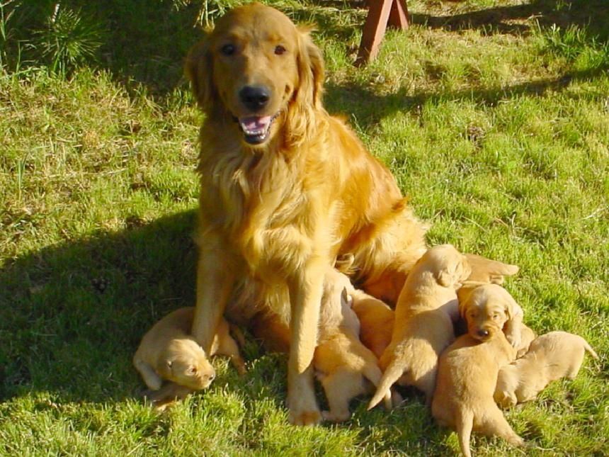colorado golden retriever puppies for sale