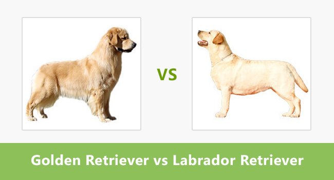 Compare Golden Retriever vs Labrador Retriever ...