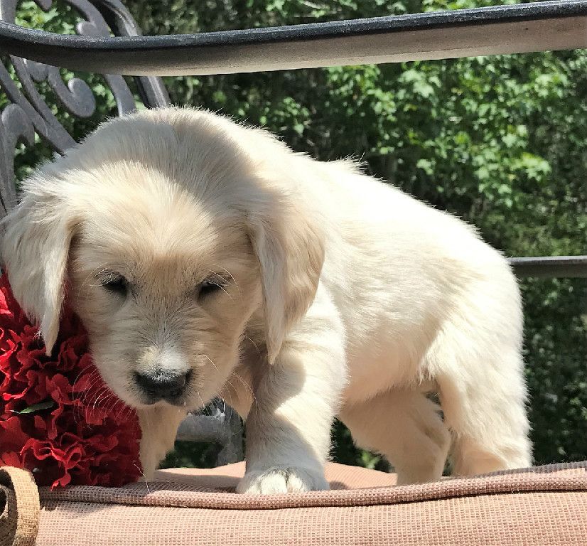 Cool Golden Retriever Puppies For Sale In Maine