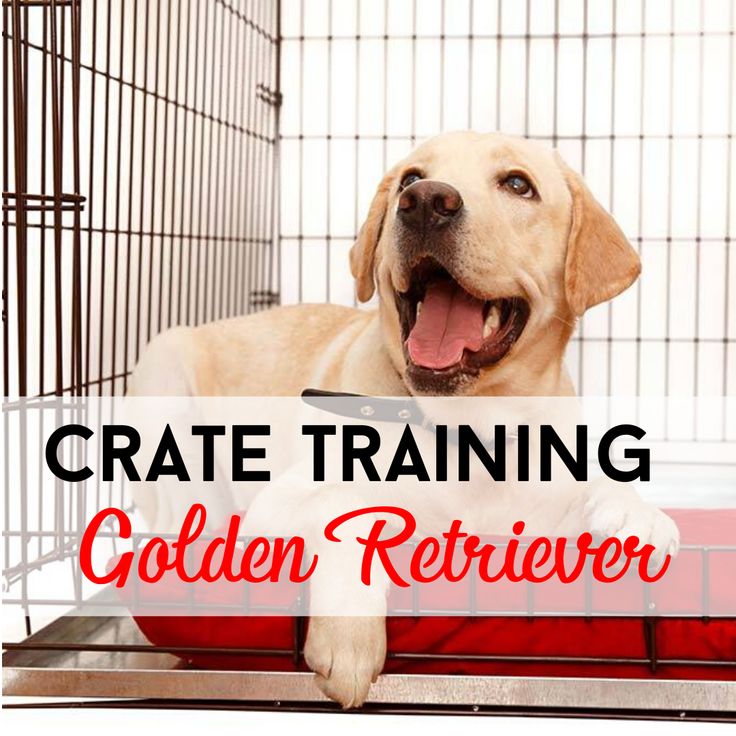 Crate Training For Golden Retriever