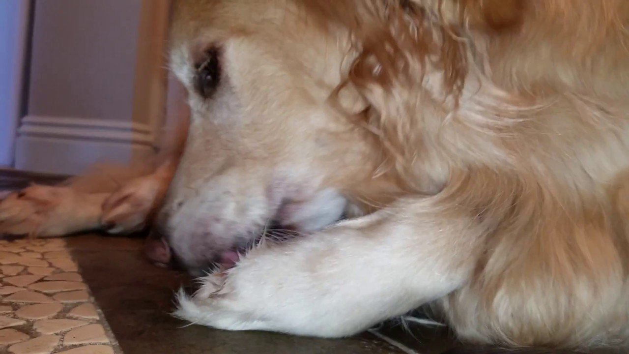 Cute Dog Cleaning His Paws Like A Kitten