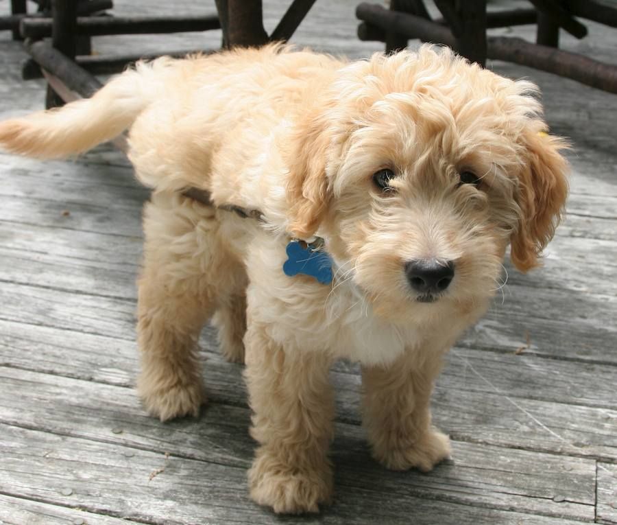 Cute Dogs: Golden Retriever Poodle Mix