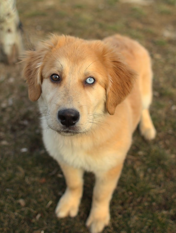 Cute Dogs: Golden Retriever Poodle Mix