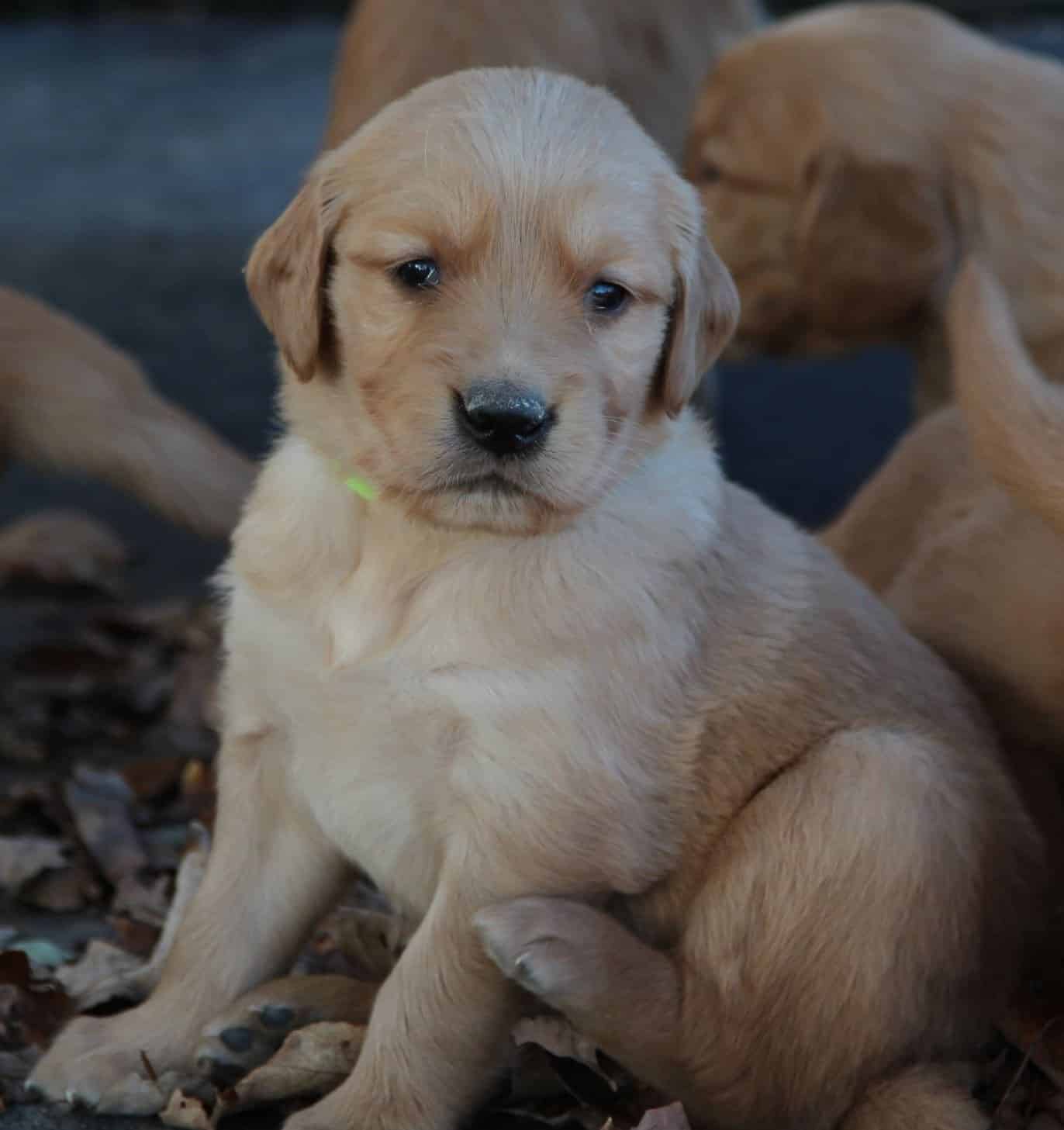 Cute family raised puppies from New England breeders of AKC Golden ...