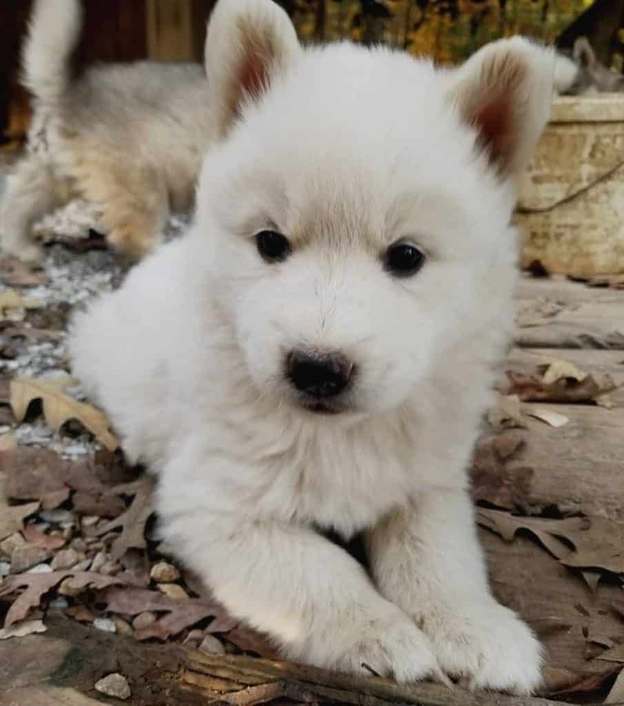 Cute Golden Retriever Husky Mix Puppies For Sale in 2020