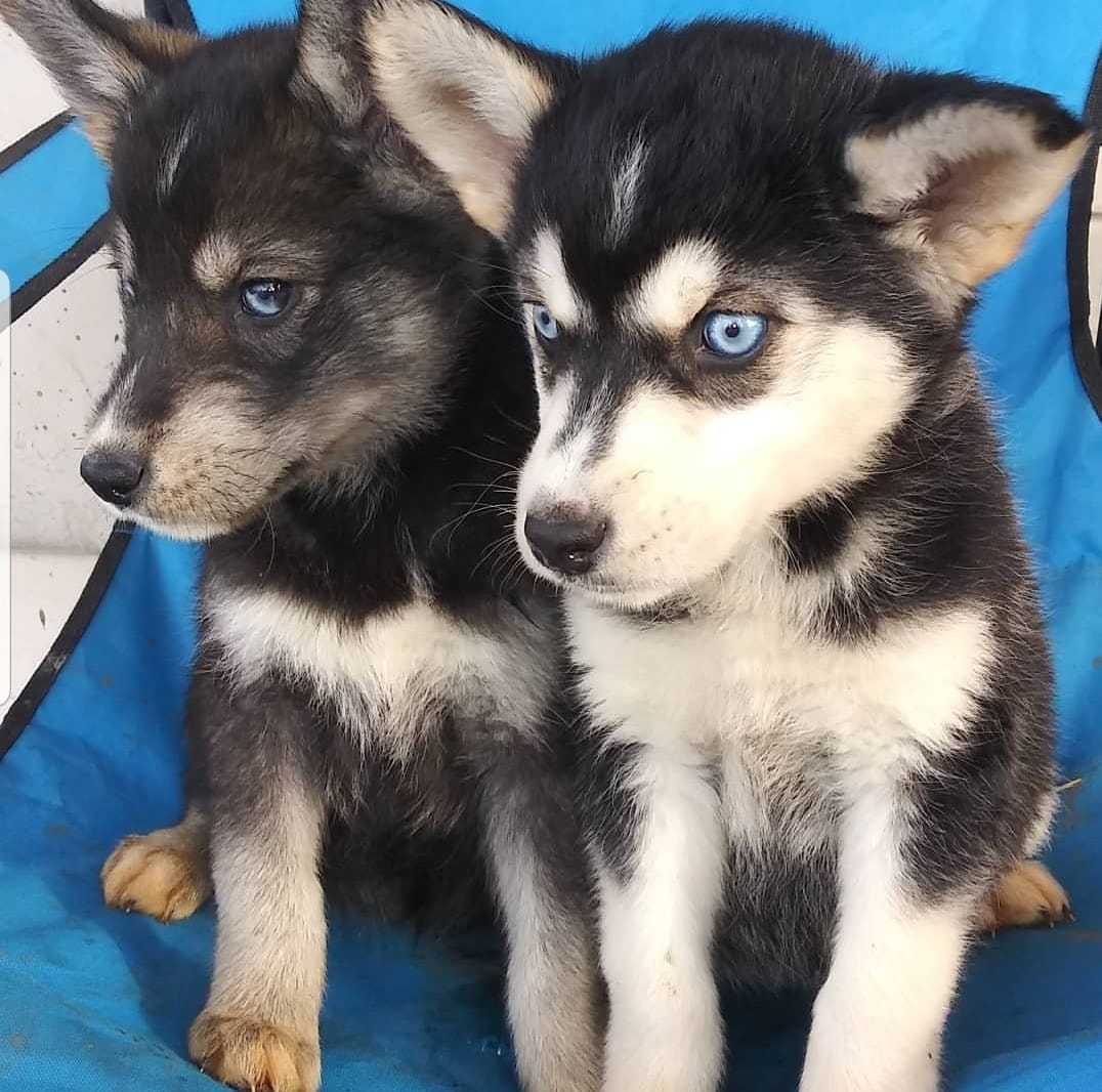 Cute Golden Retriever Husky Mix Puppies For Sale