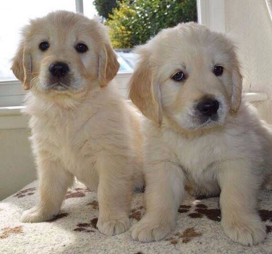 Cute Golden retriever puppies for adoption Offer 250