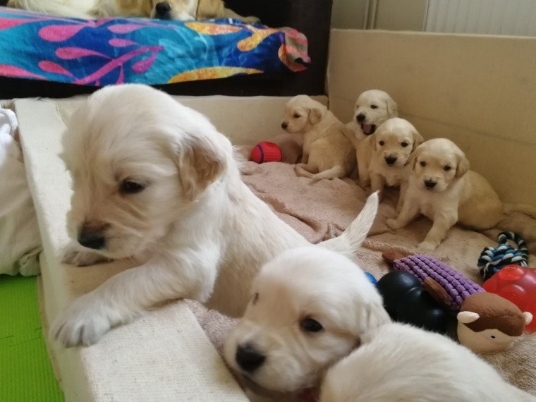 Cute Golden Retriever Puppies for sale