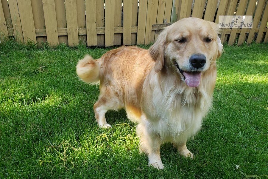 Daisy: Golden Retriever puppy for sale near Chicago ...