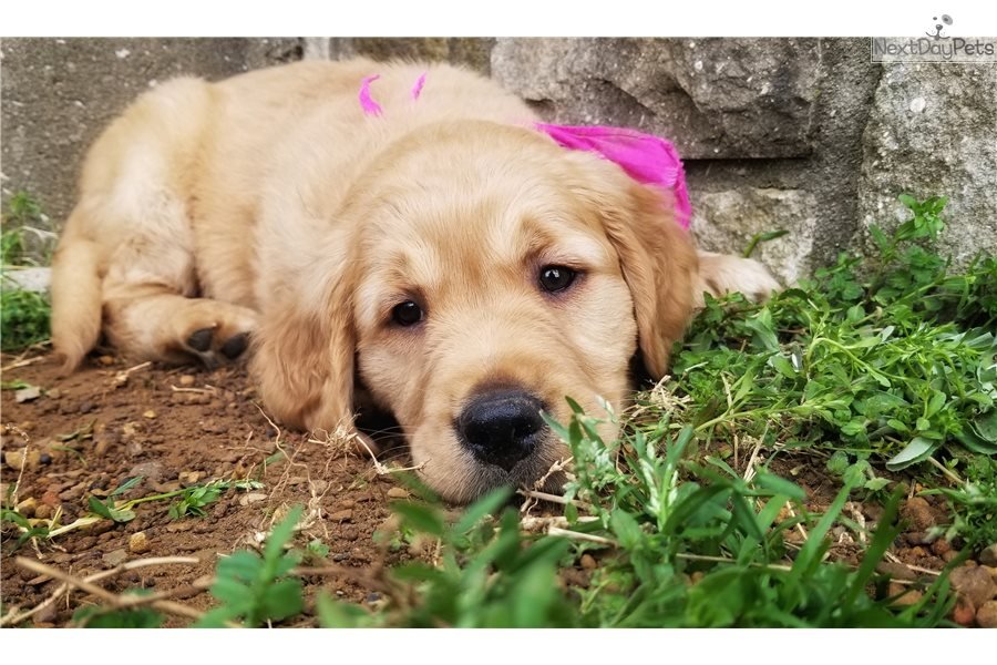 Daisy: Golden Retriever puppy for sale near Tulsa ...