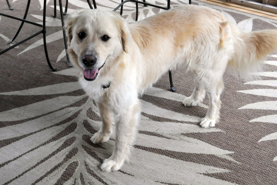 Dakota  Adopted  Golden Retriever Rescue Club of Charlotte