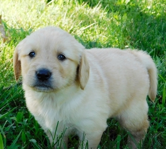 Dakota Golden Retriever Puppy 648744