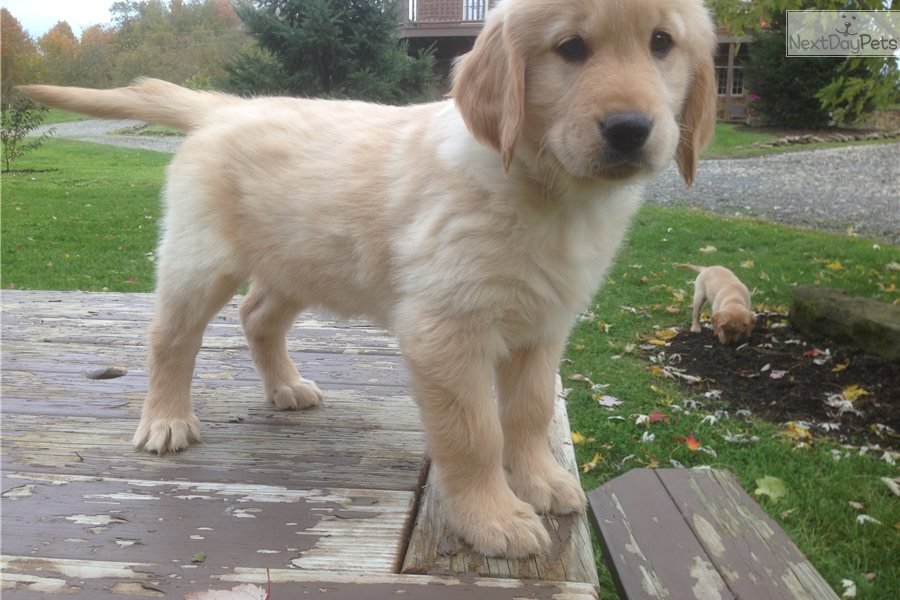 Dallas: Golden Retriever puppy for sale near Columbus, Ohio.