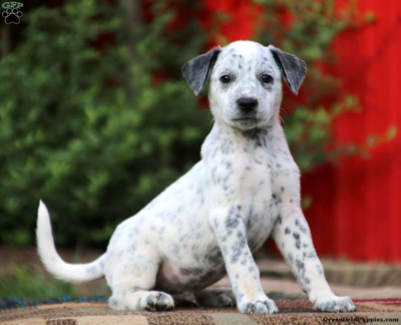 Dalmatian Mix Puppies For Sale