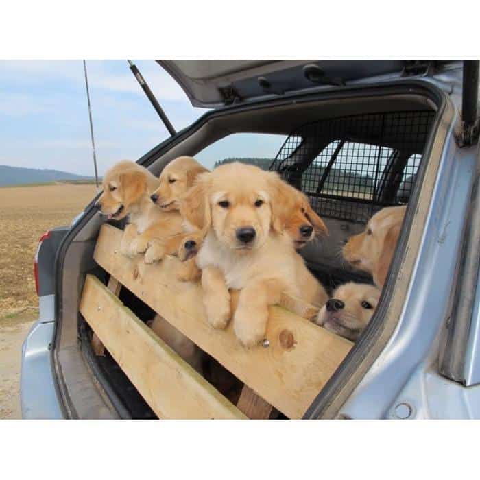 Dapper Golden Retriever puppies for adoption. Wilmington