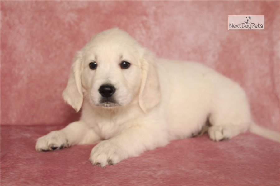 Diamond : Golden Retriever puppy for sale near Akron / Canton, Ohio ...