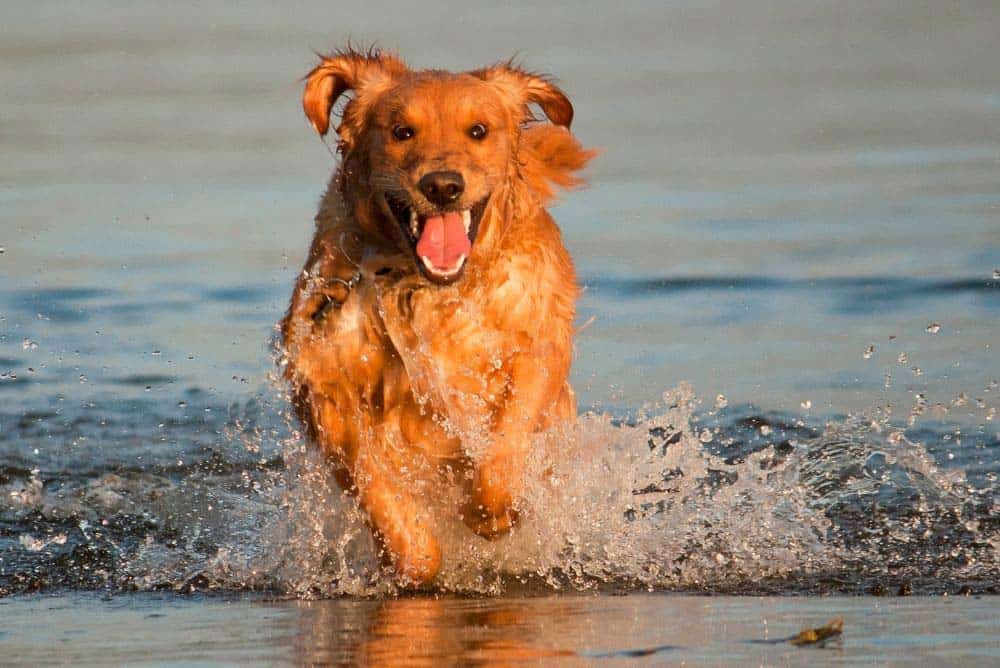 Do All Golden Retrievers Like Water? (The Surprising ...