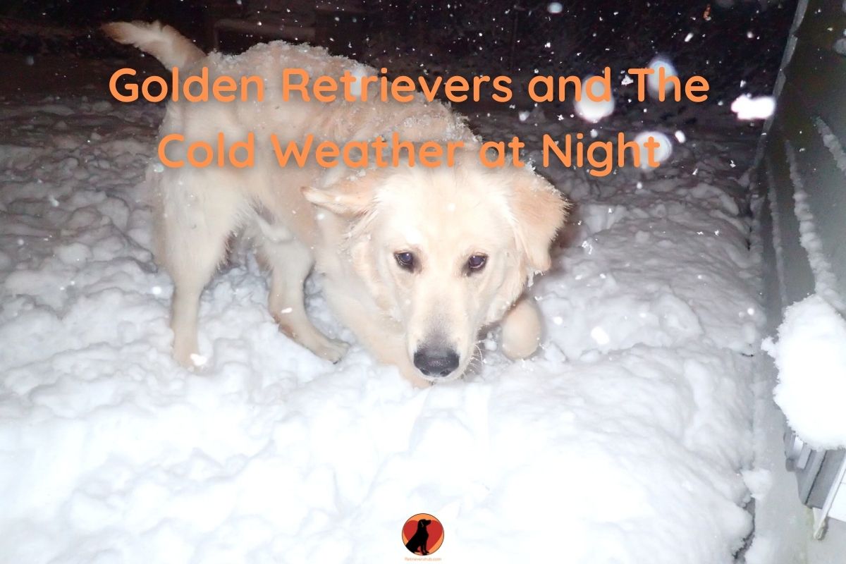 Do Golden Retrievers Get Cold at Night? 10 Ways to Keep ...