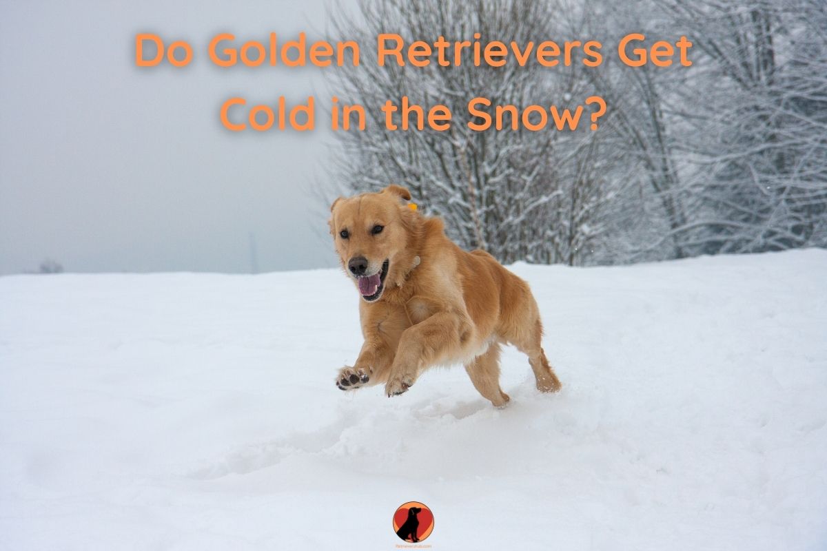 Do Golden Retrievers Get Cold in the Snow?