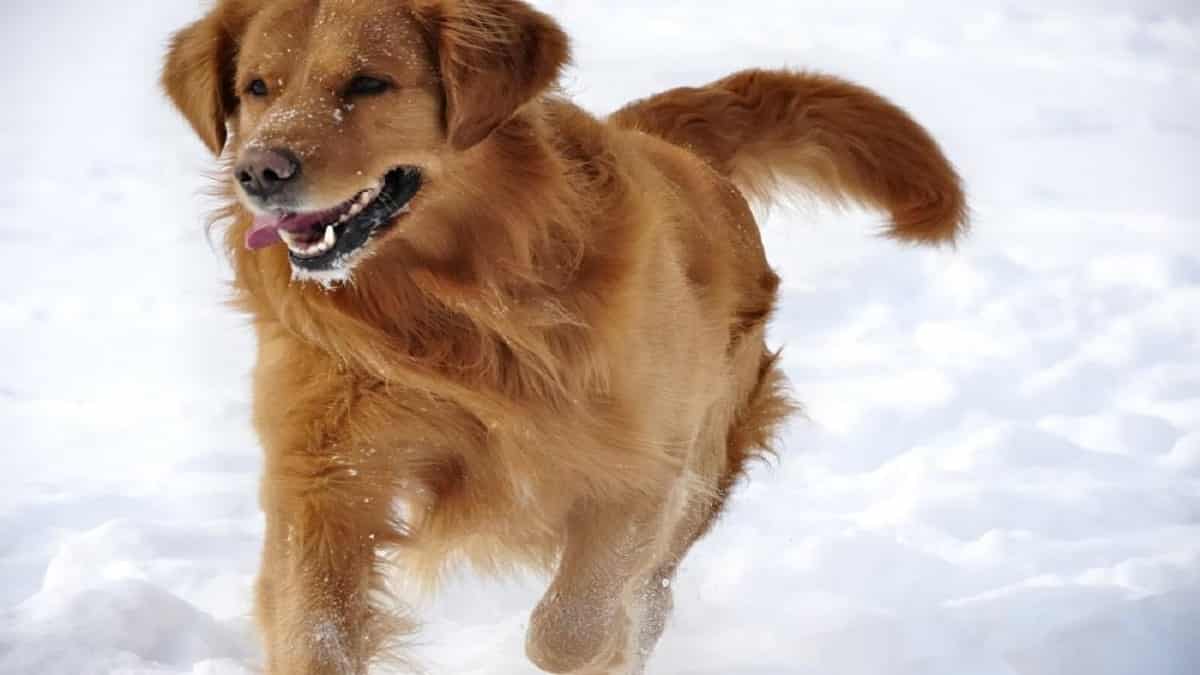 Do Golden Retrievers Get Cold? Learn How to Keep Your Dog ...