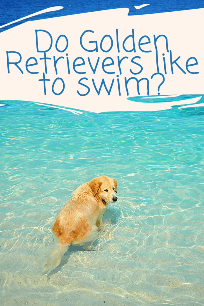 Do Golden Retrievers like to swim?  Pet Queries