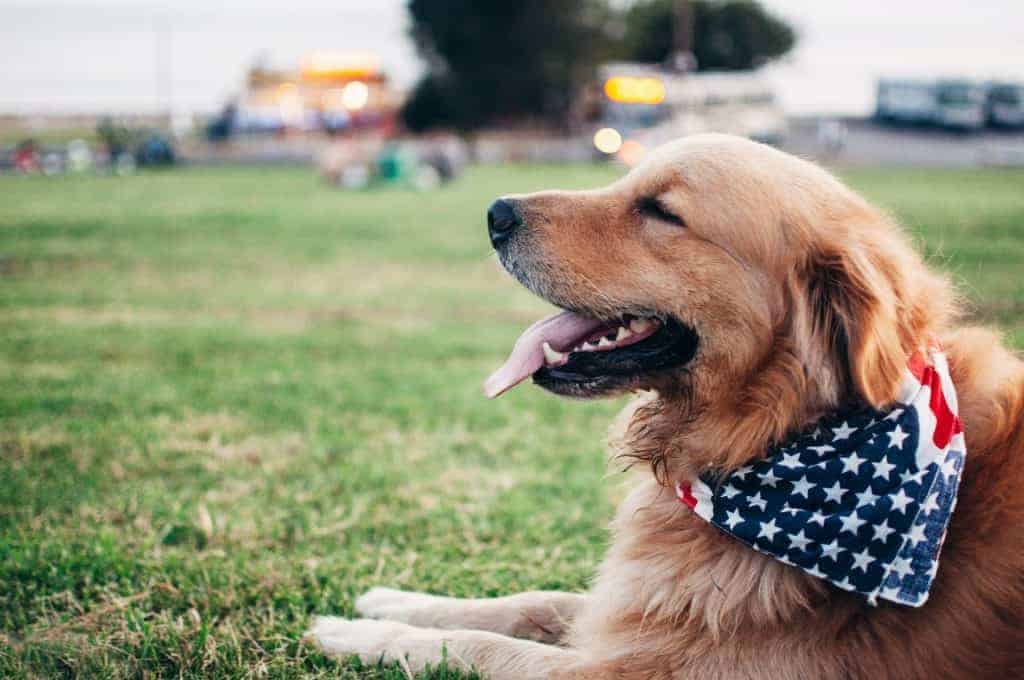Do Golden Retrievers Make Good Guard Dogs? 7 Best ...
