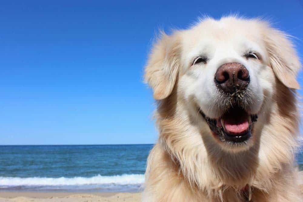 Do Golden Retrievers Really Smile? (Pictures & Video ...