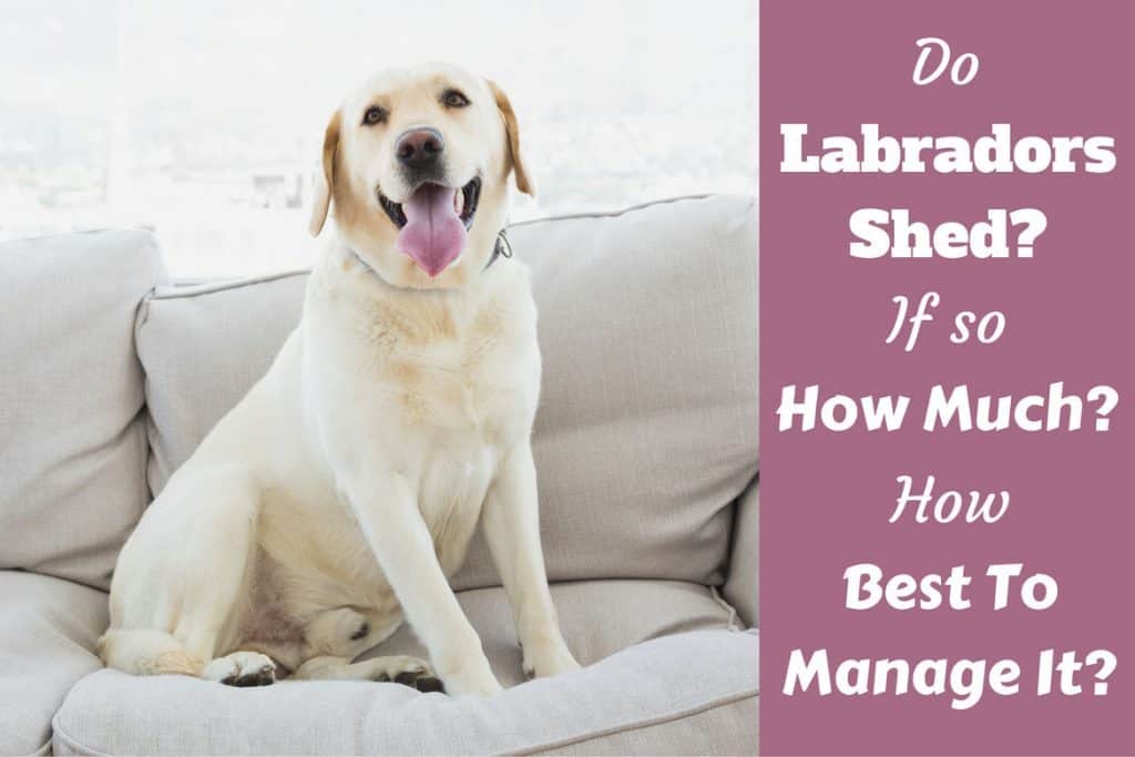 Do Labs Shed? How Much & When? Your Guide on Labrador ...