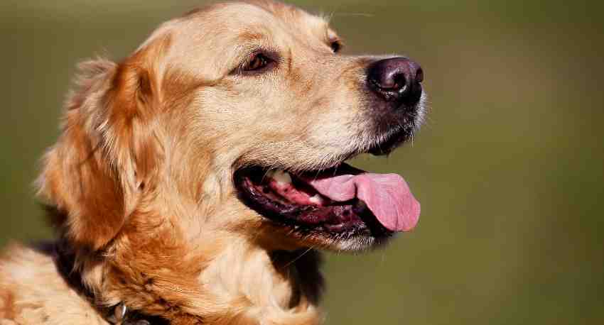 Do You Know Your Golden Retriever? Dog Breed Quiz Must Try