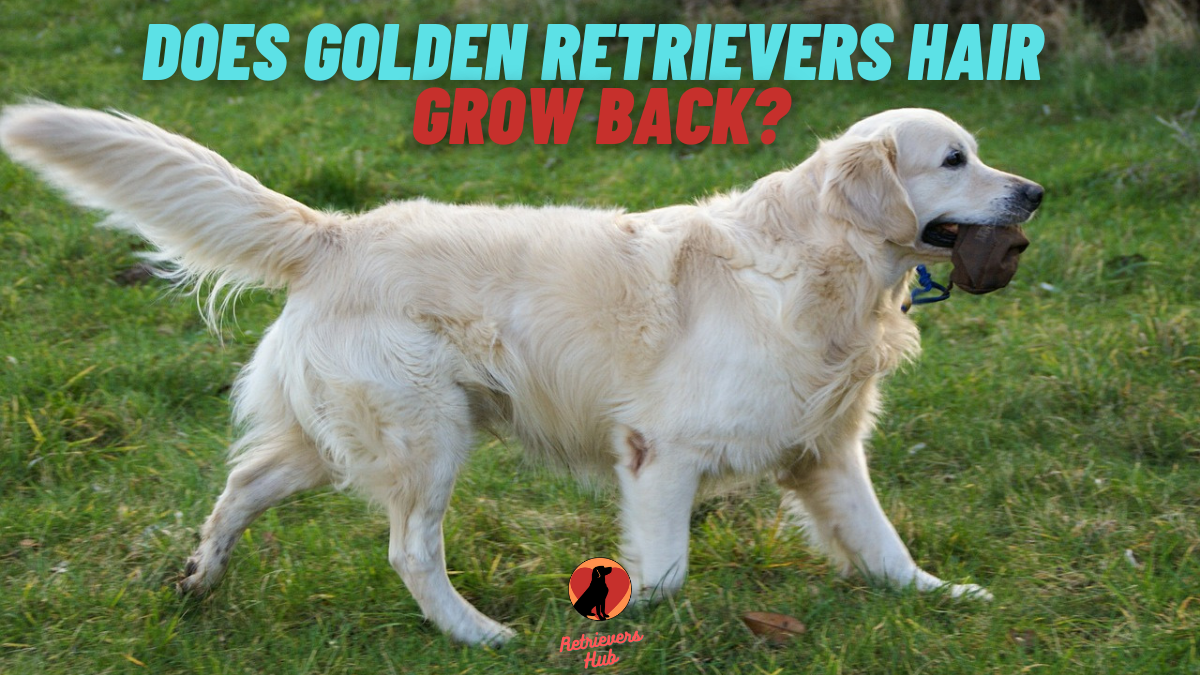 Does Golden Retriever Hair Grow Back? 5 Ways For Faster ...