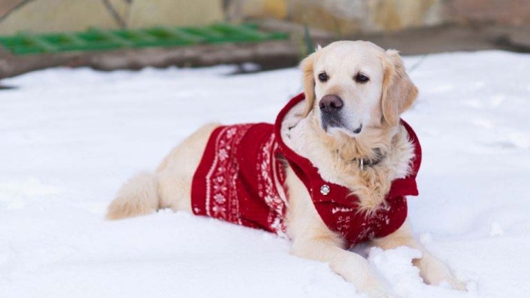 Does My Golden Retriever Need a Coat? (Goldens in Winter ...