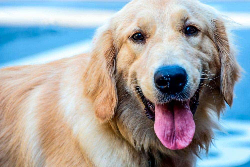 Does Your Golden Retriever Drool a Lot? (Should You Worry ...