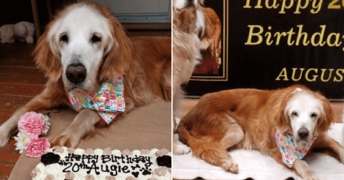 Dog celebrates 20th birthday and becomes the oldest golden ...
