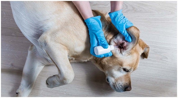Dog Ear Infection Medicine