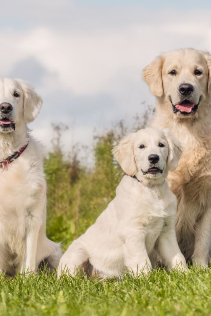 Dog family portrait #goldenretriever