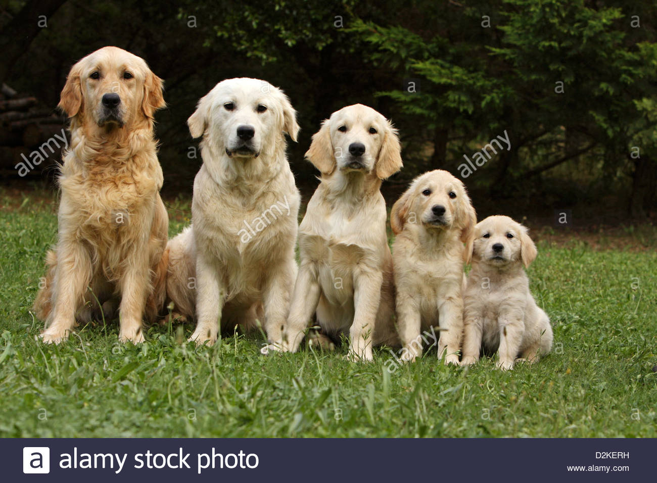 Dog Golden Retriever Family of different generations ...