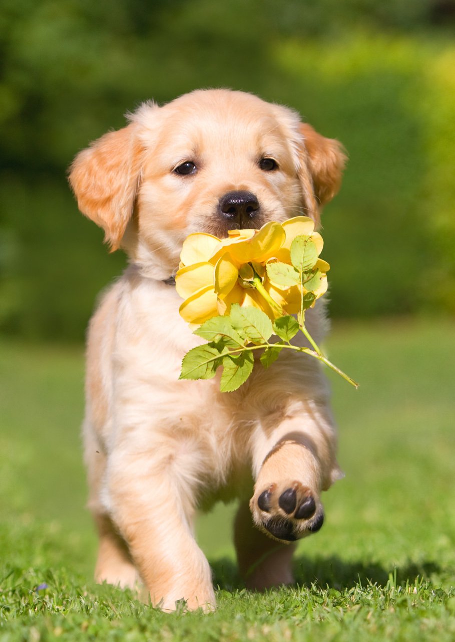 Dog, Golden Retriever puppy with rose