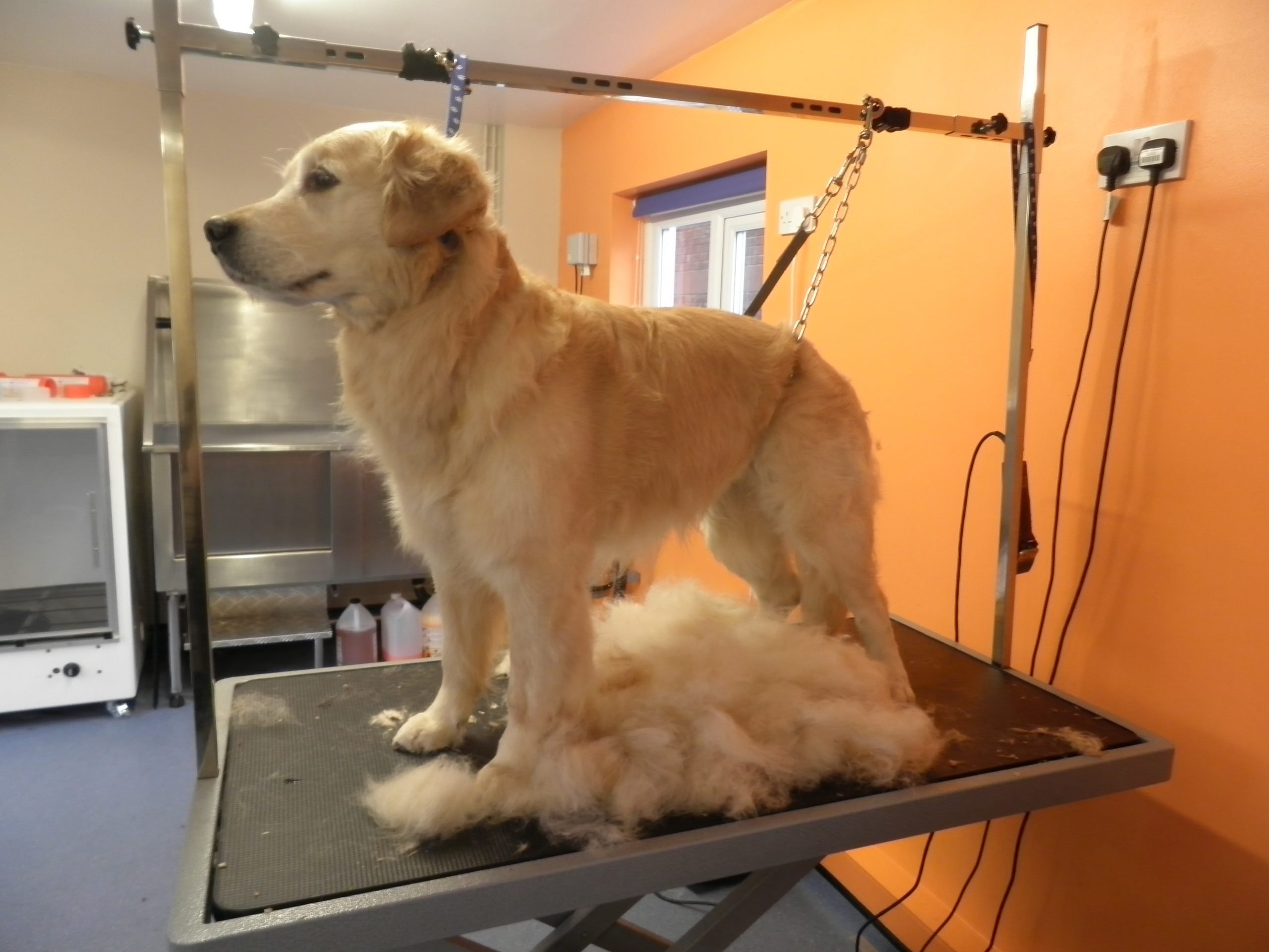 Dog Grooming Wilmslow, Whiskers to Paws dog grooming services