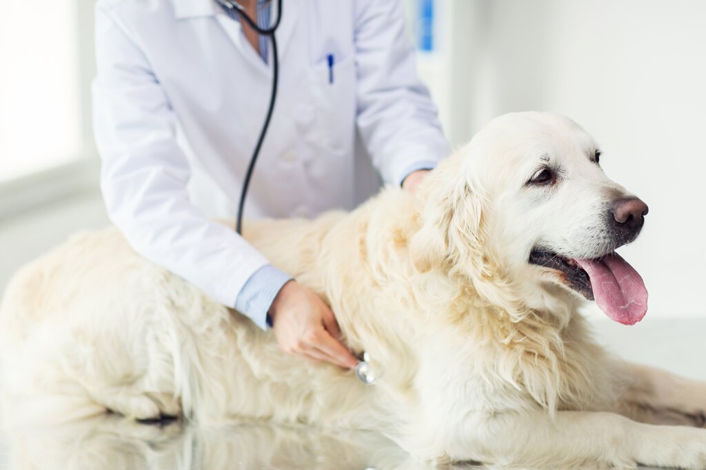 Dog Hip Dysplasia Home Treatment: All You Need to Know
