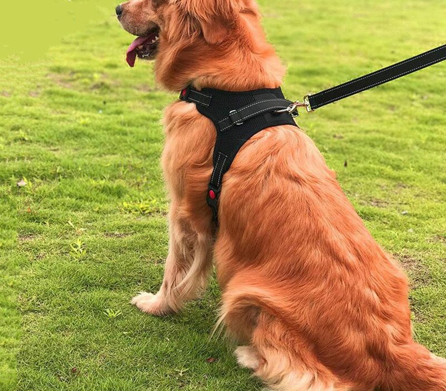 Dog leash harness Reflective Rope Medium Large Dog Golden ...