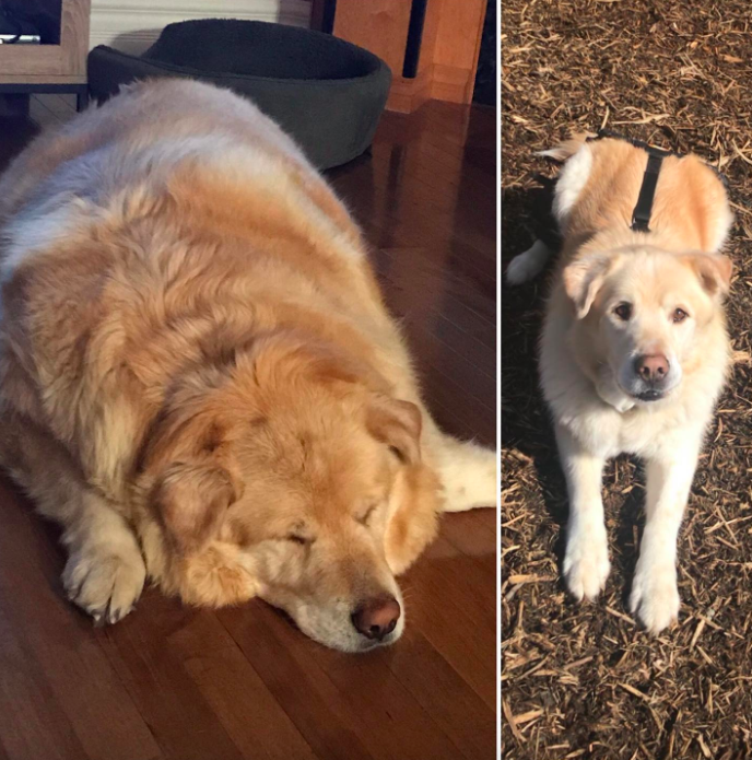 Dog Mom Refuses To Give Up On Obese Golden Retriever And Helps Him Lose ...