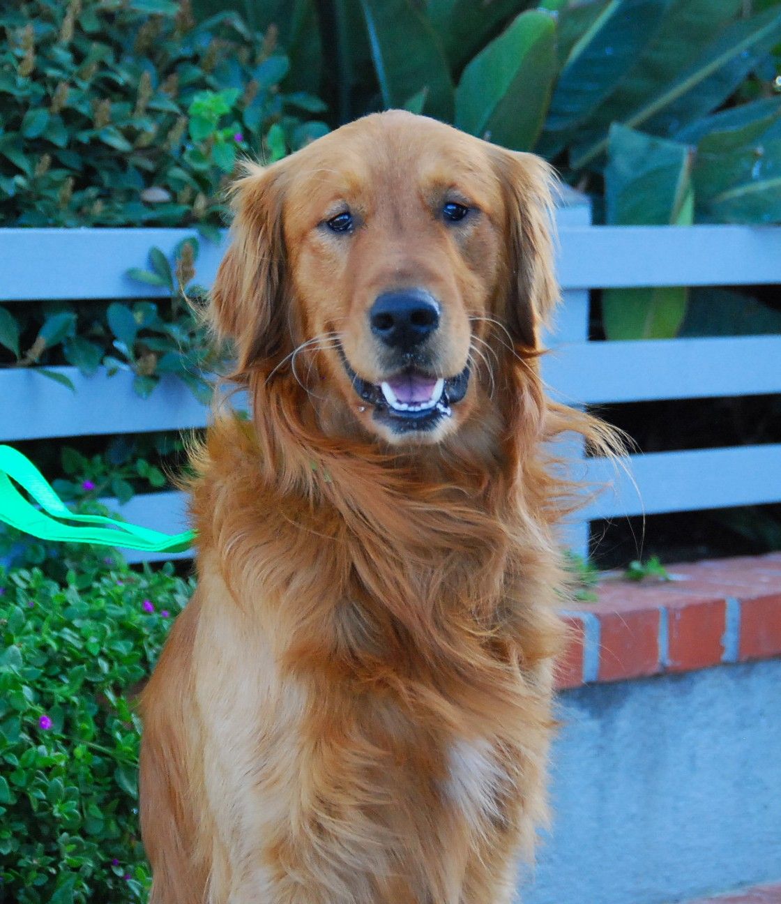 Dog Rescue Bay Area Golden / Norcal Golden Retriever Rescue Ngrr ...