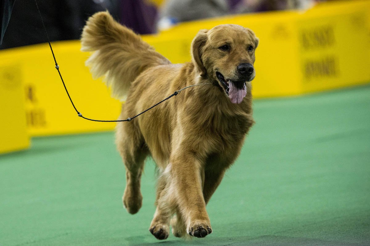 Dogs take the stage at the 138th Westminster Kennel Club ...