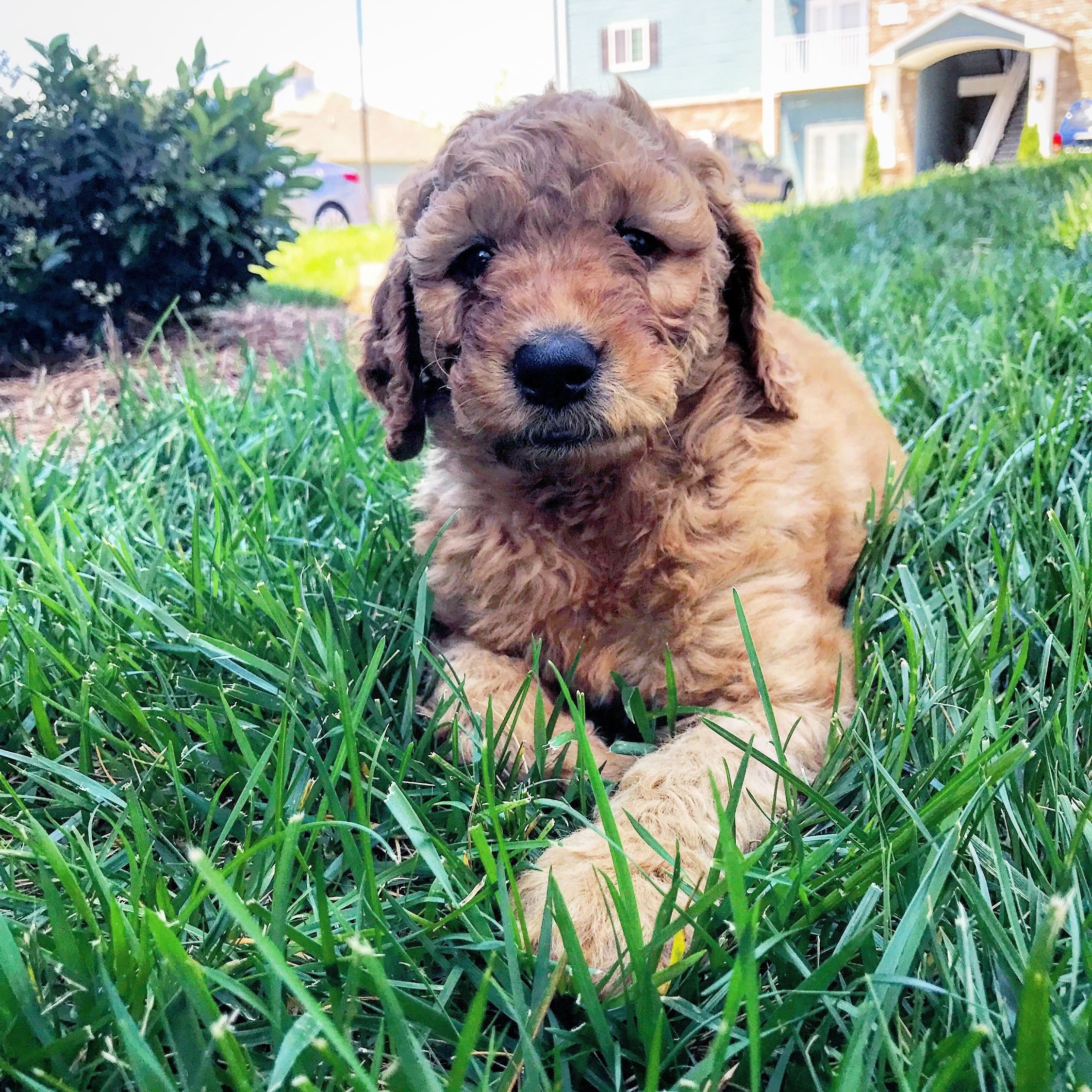 Doodle Puppy in Grass #goldendoodle #puppy #mydoodollie