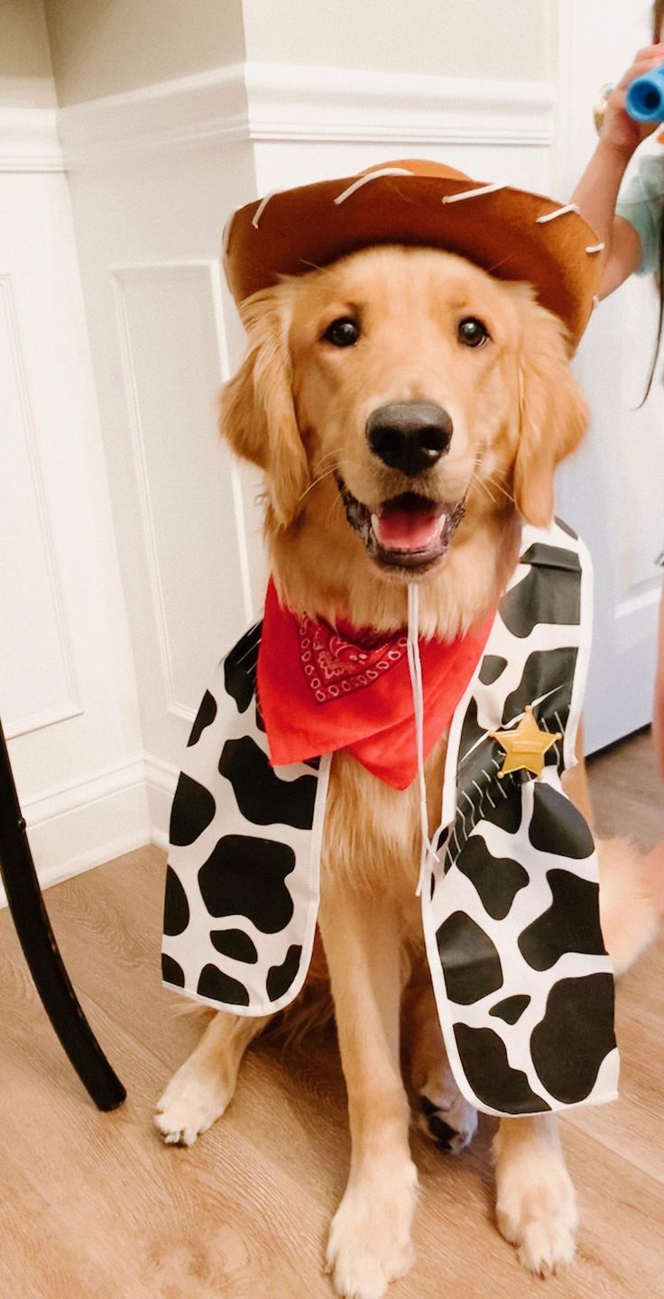 Dressed him up for a toy story party #goldenretriever ...