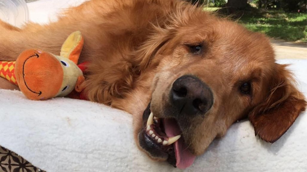 Dying golden retriever makes miracle recovery after going ...