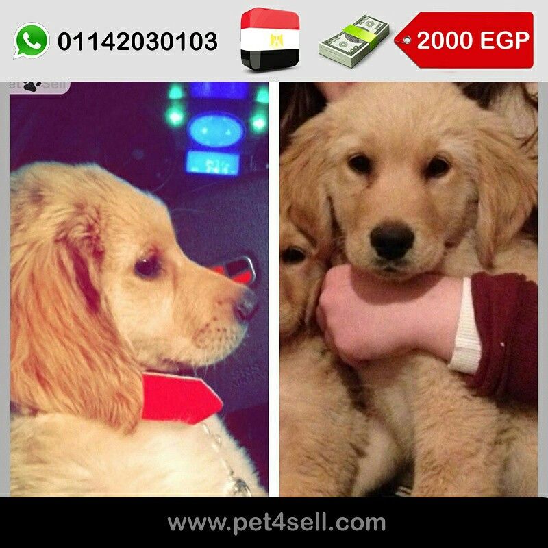 Egypt, Alexandria Golden Male, 2 months #pet4sell
